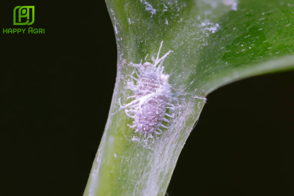 Tại sao cách trừ rệp sáp thông thường hay thất bại?