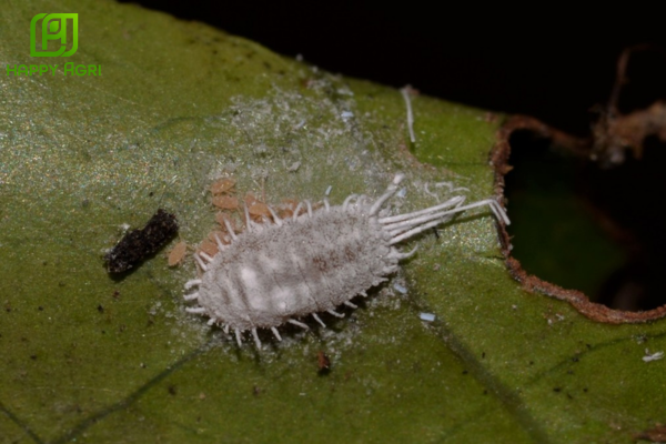 Rệp sáp cà phê là gì? Những "vị khách không mời" trên vườn cây