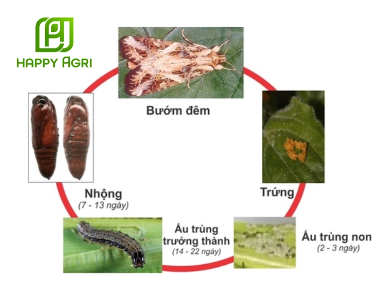 sâu keo mùa thu hại ngô