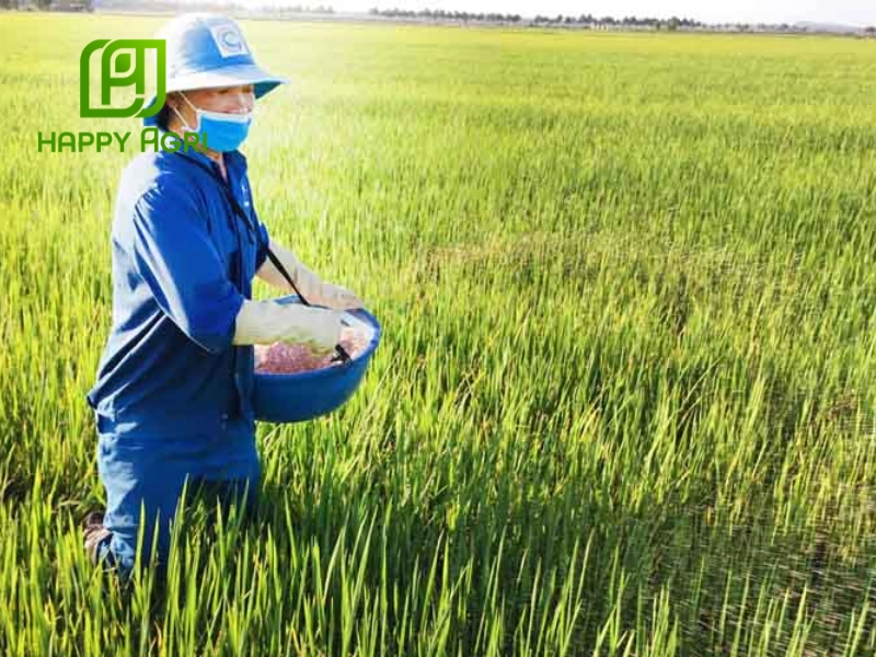 Kinh nghiệm bón kali chống lúa đổ ngã từ thực tế