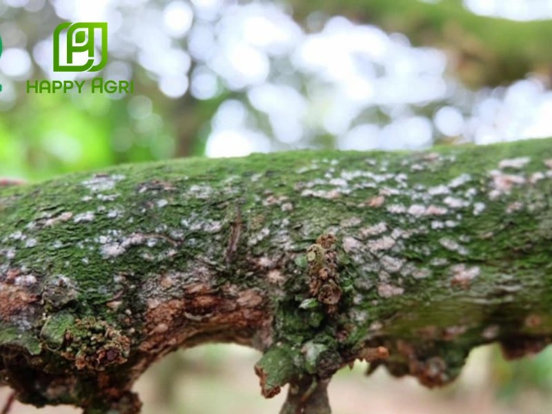 Điều kiện phát sinh, phát triển của bệnh nấm hồng trên cây sầu riêng