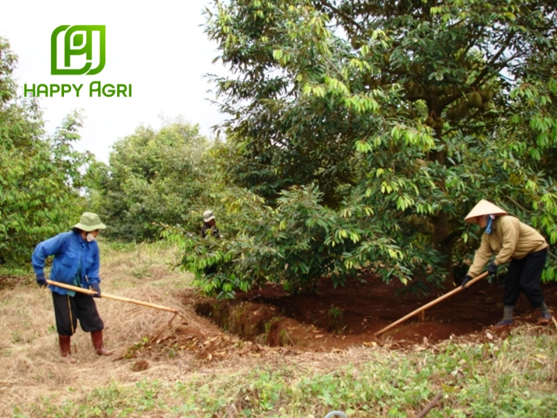Kỹ thuật bón lân cho sầu riêng đúng cách