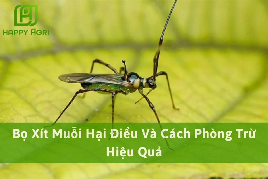 Bọ Xít Muỗi Hại Điều Và Cách Phòng Trừ Hiệu Quả