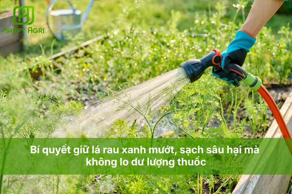 Bí quyết giữ lá rau xanh mướt, sạch sâu hại mà không lo dư lượng thuốc