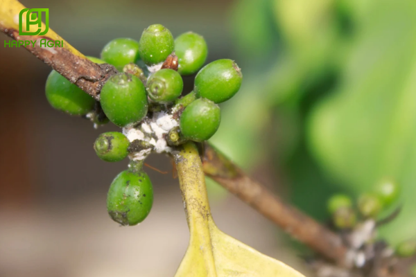 Câu hỏi thường gặp