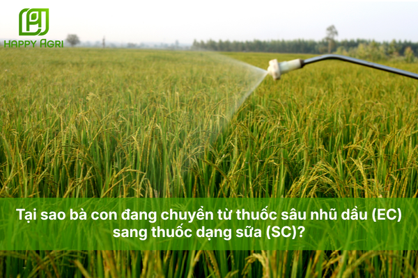 Tại sao bà con đang chuyển từ thuốc sâu nhũ dầu (EC) sang thuốc dạng sữa (SC)?