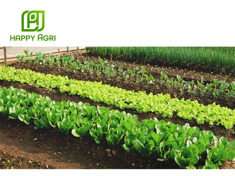kỹ thuật trồng rau cải