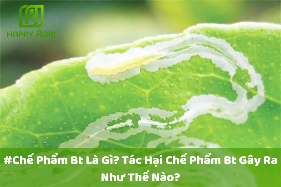 #Chế Phẩm Bt Là Gì? Tác Hại Chế Phẩm Bt Gây Ra Như Thế Nào?