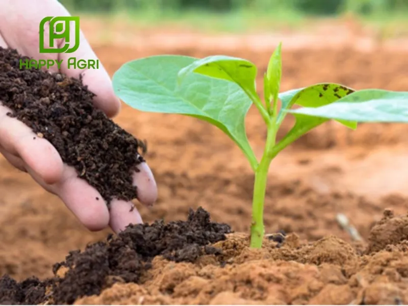 sử dụng trong sản xuất phân bón kích thích tăng trưởng cây trồng