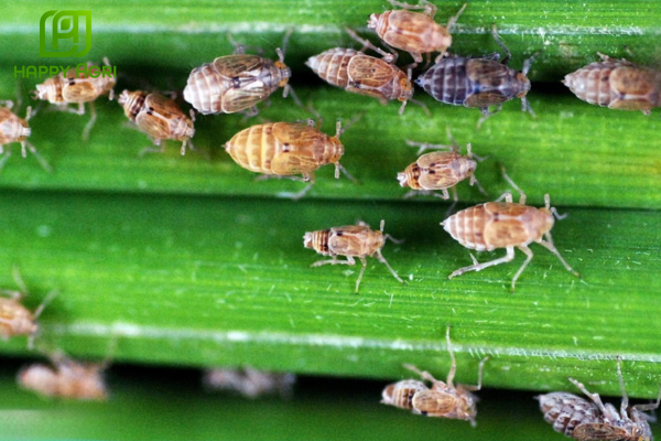  Công dụng Thuốc trừ sâu CHERY 70WG Hiệu DIRAY 700