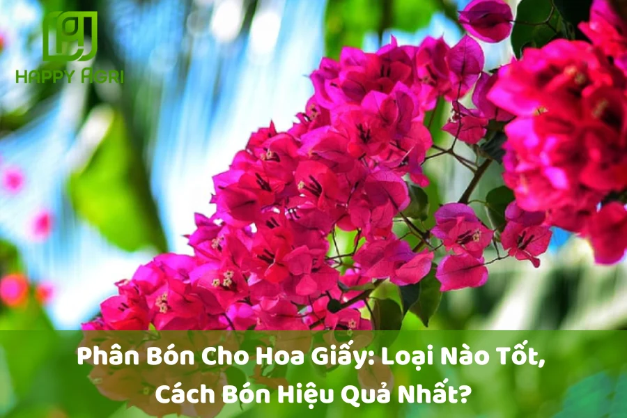 Phân Bón Cho Hoa Giấy: Loại Nào Tốt, Cách Bón Hiệu Quả Nhất?