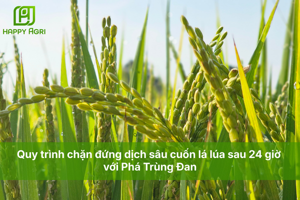 Quy trình chặn đứng dịch sâu cuốn lá lúa sau 24 giờ với Phá Trùng Đan