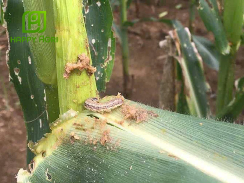 sâu đục thân bắp