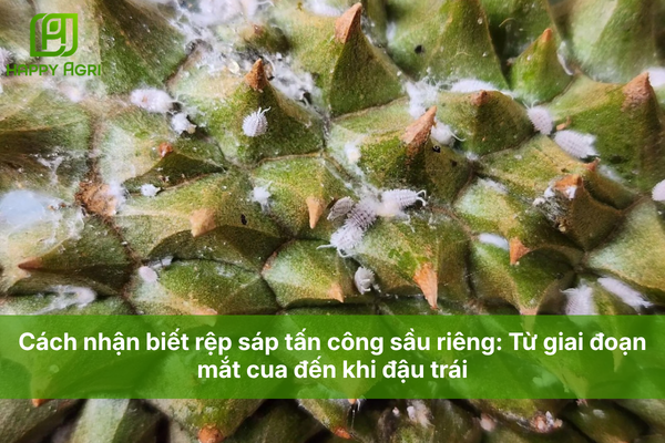Cách nhận biết rệp sáp tấn công sầu riêng: Từ giai đoạn mắt cua đến khi đậu trái