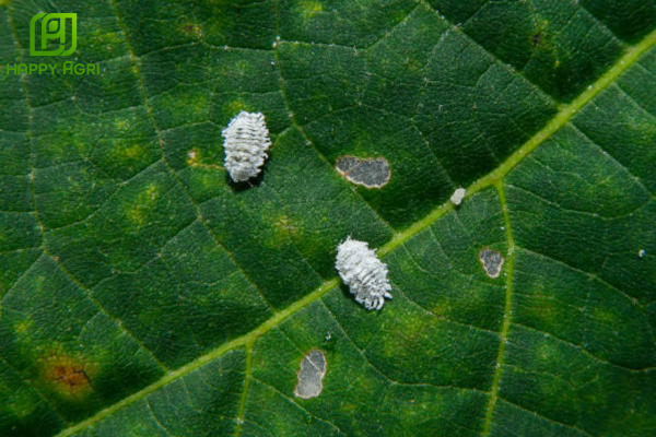 Phun thuốc rệp sáp khi nào trong ngày là tốt nhất?