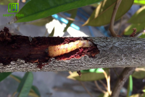 Mối liên hệ nguy hiểm giữa sâu đục thân và hiện tượng xì mủ