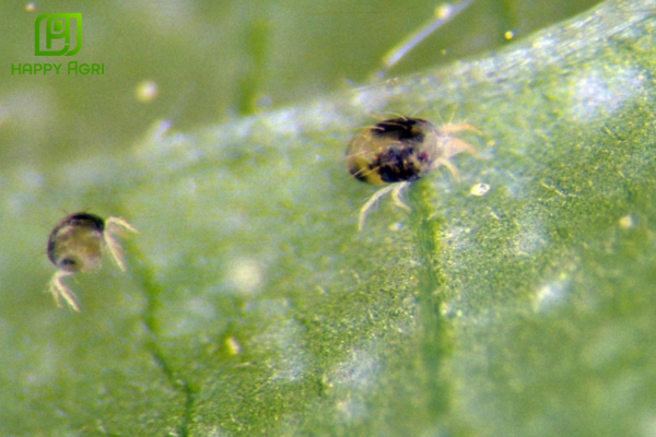 So sánh khả năng kìm hãm lột xác và đối tượng tiêu diệt