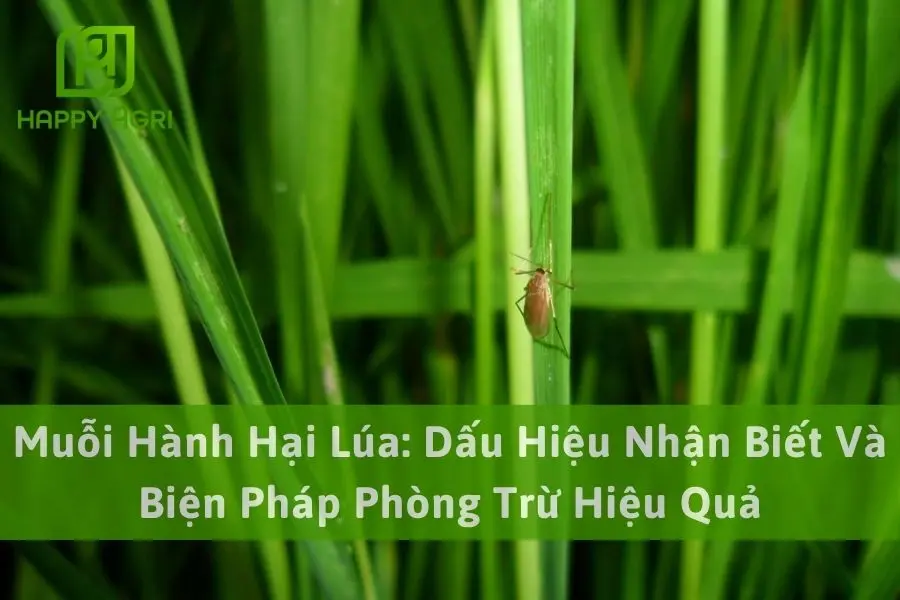 Muỗi Hành Hại Lúa: Dấu Hiệu Nhận Biết Và Biện Pháp Phòng Trừ Hiệu Quả
