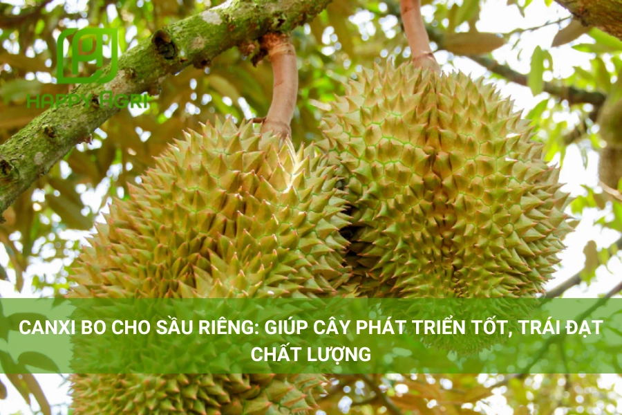 Canxi Bo Cho Sầu Riêng: Giúp Cây Phát Triển Tốt, Trái Đạt Chất Lượng