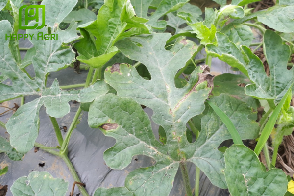 Công dụng của Thuốc trừ bệnh PROPMAN BUL 550SC hiệu NOFUNGI 550