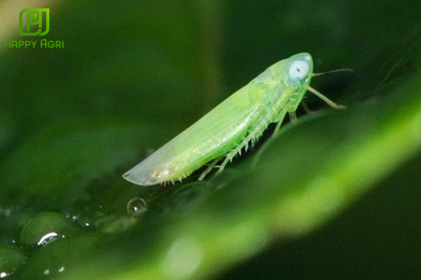 Câu hỏi thường gặp 