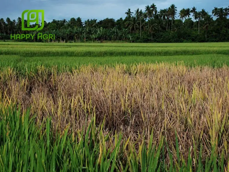 rầy nâu hại lúa