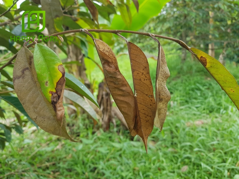 Dấu hiệu nhận biết sầu riêng bị khô đọt