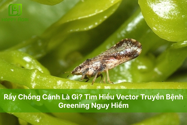 Rầy Chổng Cánh Là Gì? Tìm Hiểu Vector Truyền Bệnh Greening Nguy Hiểm