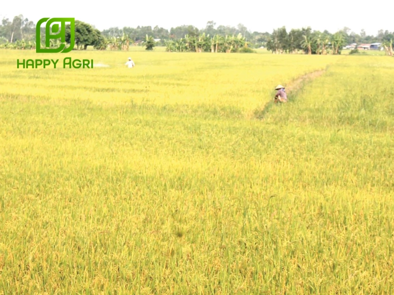 Tổng quan về vụ lúa hè thu
