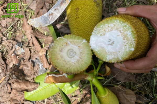 Câu hỏi thường gặp 