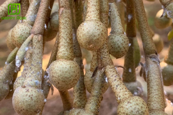 Tìm hiểu về rệp sáp – "Giặc trắng" hại bông sầu riêng