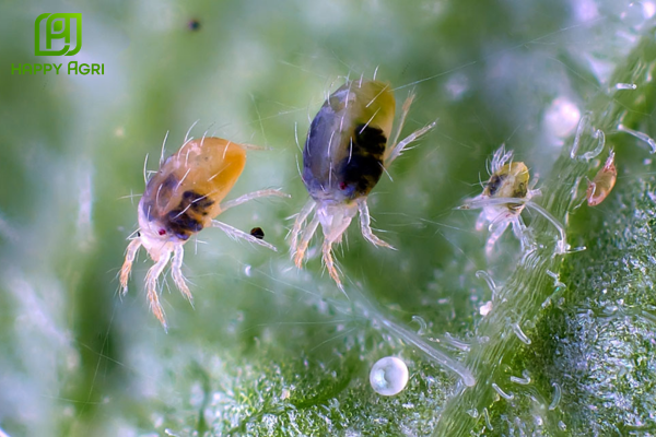  Lựa chọn giải pháp từ Happy Agri