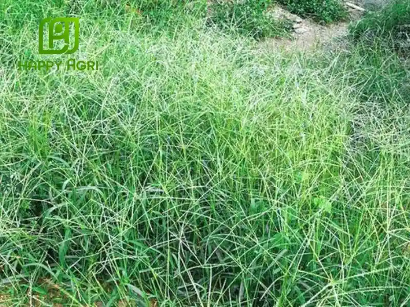 các loại cỏ dại thường gặp trên ruộng lúa