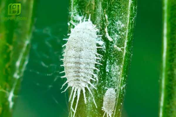 Hiệu ứng "Phòng thủ kép": Lớp sáp và Tập tính ẩn nấp