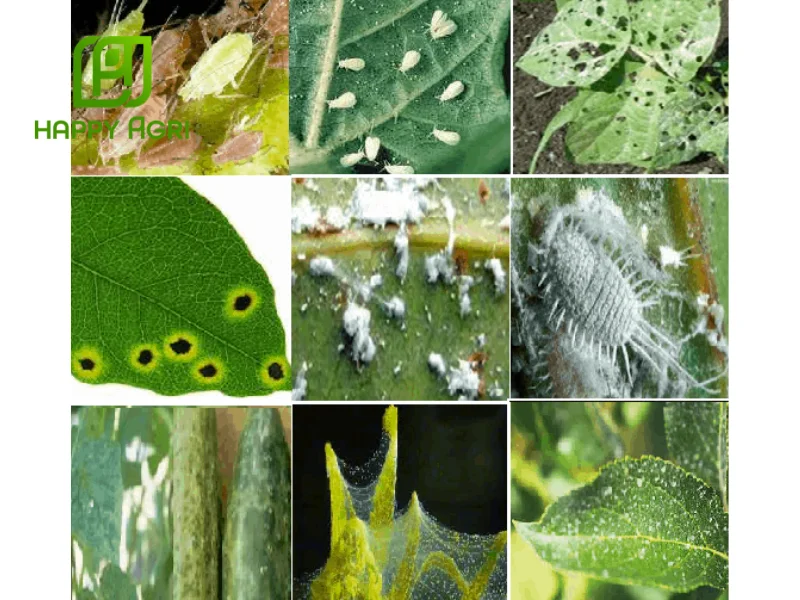 biện pháp phòng trừ sâu bệnh mùa mưa