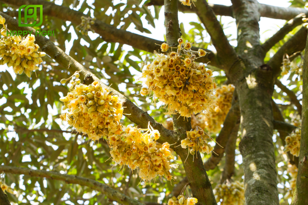 Công dụng của Phân bón lá NPK 10-60-10 AB Hiệu HP 10-60-10+TE