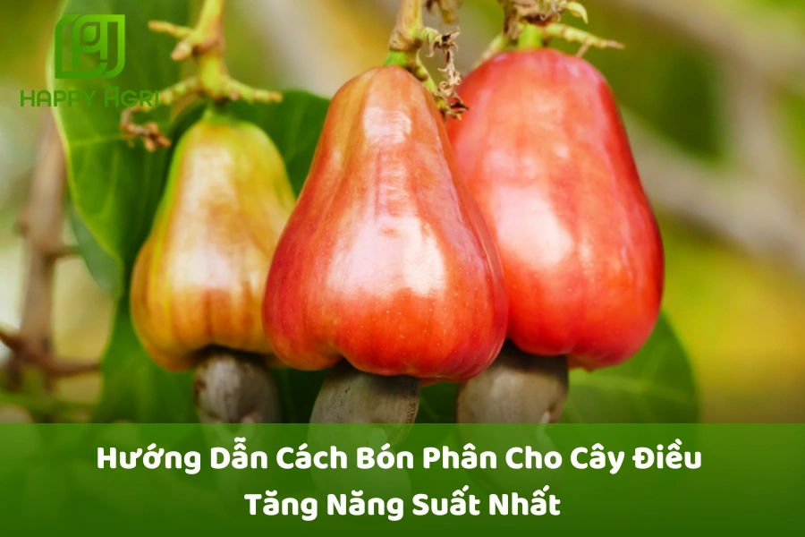 #Hướng Dẫn Cách Bón Phân Cho Cây Điều Tăng Năng Suất Nhất