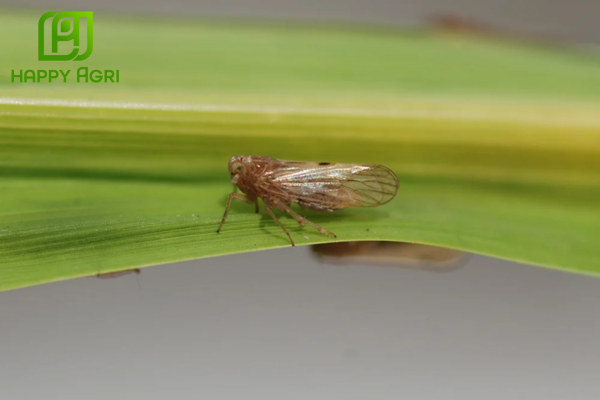 Công dụng của Thuốc trừ sâu NOFARA 350SC Hiệu REGINK ENERGY GOLD 350