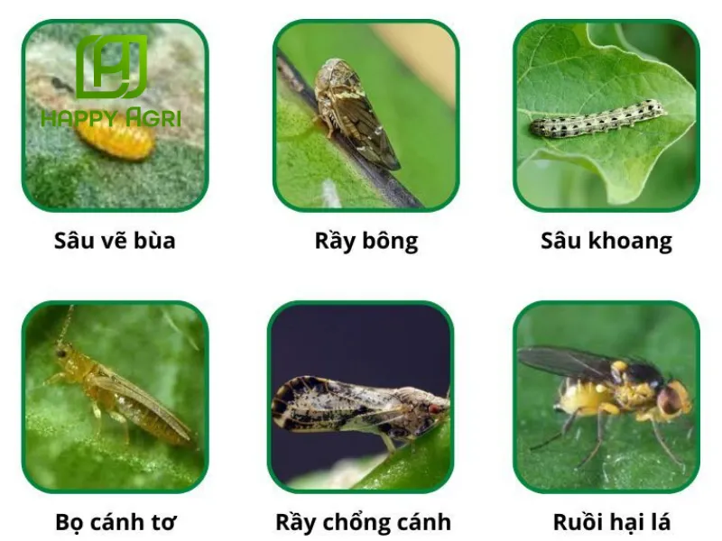 Thuốc Trừ Sâu Cao Cấp ACNAL 400WP  hiệu Thần Long Xông Phá