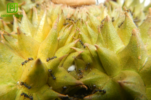 Các lưu ý vàng để tăng tỷ lệ đậu trái khi trị rệp sáp