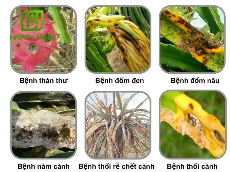 kỹ thuật trồng thanh long