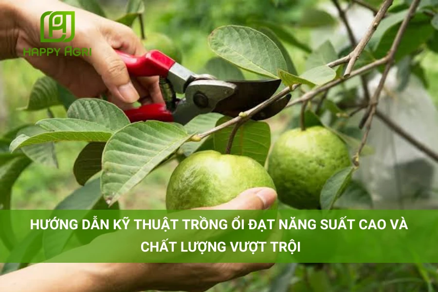 # Hướng Dẫn Kỹ Thuật Trồng Ổi Đạt Năng Suất Cao Và Chất Lượng Vượt Trội