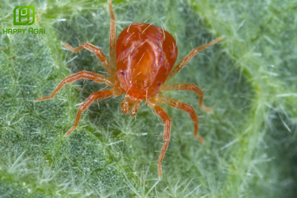 Công dụng thuốc trừ sâu NASAATA 5SC hiệu NOSPIDER 500