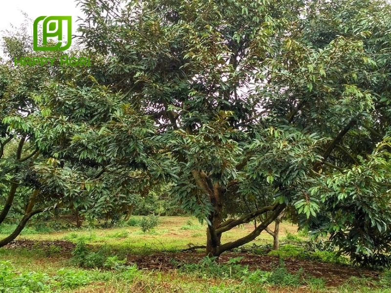 Lưu ý quan trọng trong quá trình phục hồi sầu riêng