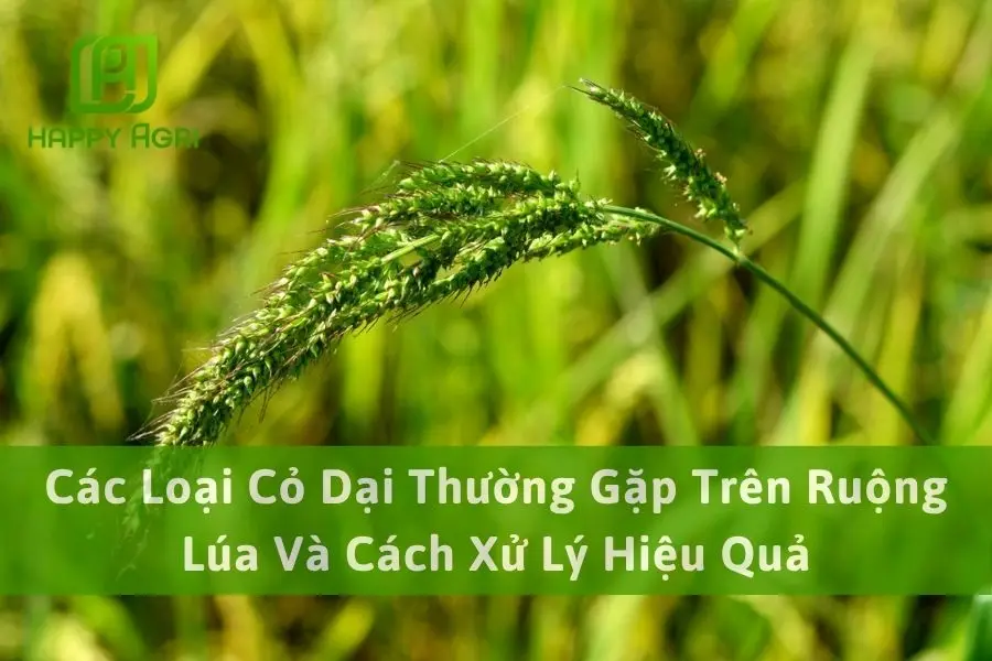 Các Loại Cỏ Dại Thường Gặp Trên Ruộng Lúa Và Cách Xử Lý Hiệu Quả