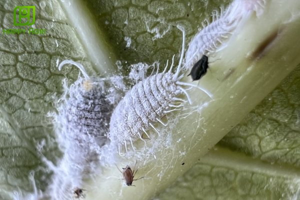 Câu hỏi thường gặp (FAQ)