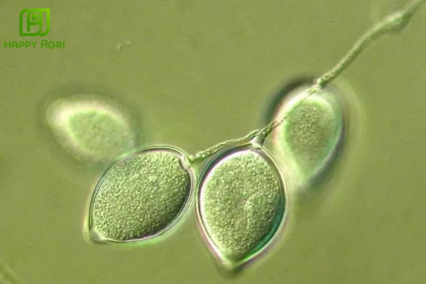 Thối rễ do nấm Phytophthora (Sát thủ tấn công nhanh)