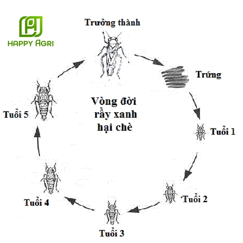 rầy xanh hại chè