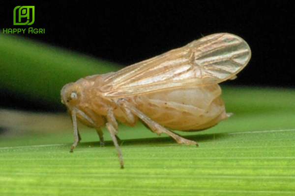 Hiểm họa từ côn trùng chích hút và nỗi lo nhiễm độc hóa chất