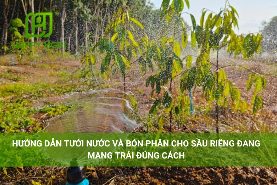 Hướng Dẫn Tưới Nước Và Bón Phân Cho Sầu Riêng Đang Mang Trái Đúng Cách